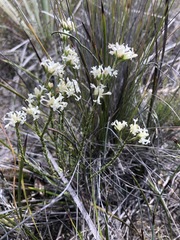 Pimelea phylicoides