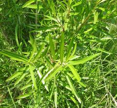 Nuxia oppositifolia