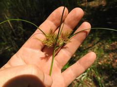 Cyperus polystachyos polystachyos