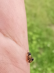 Cryptocephalus pygmaeus