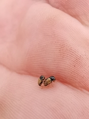 Cryptocephalus pygmaeus