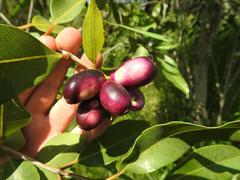 Syzygium komatiense
