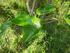 Tacazzea apiculata
