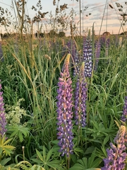 Lupinus polyphyllus
