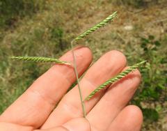 Urochloa trichopus