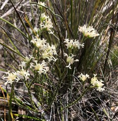 Pimelea phylicoides