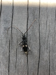 Phoracantha punctata