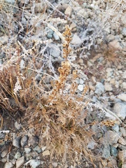 Artemisia monostachya