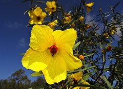 Hibiscus divaricatus