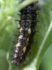 Vanessa itea