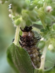 Vanessa itea
