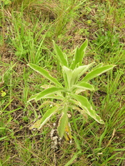 Pseudognaphalium elegans