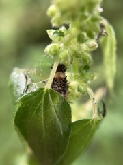 Vanessa itea