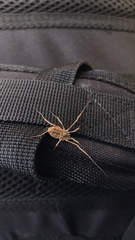 Odiellus troguloides