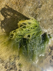 Chaetomorpha antennina