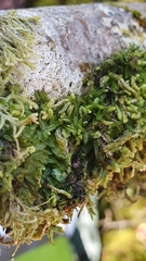Hymenophyllum armstrongii