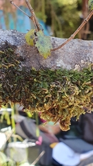 Hymenophyllum armstrongii