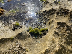 Chaetomorpha antennina