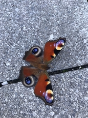 Aglais io