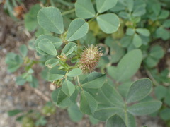 Medicago polymorpha