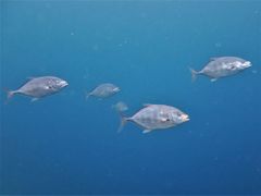 Ferdauia orthogrammus