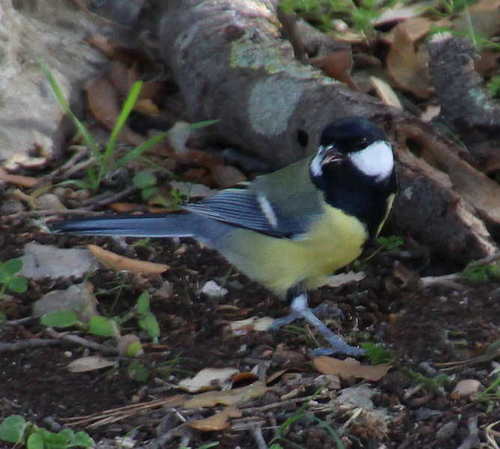Great Tit - Parus Major, Is A Passerine Bird In The Tit Family Paridae. It  Is A Widespread And Common Species Throughout Europe, The Middle East,  Central And Northern Asia, And Parts