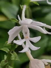 Calanthe triplicata