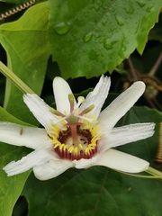 Passiflora yucatanensis