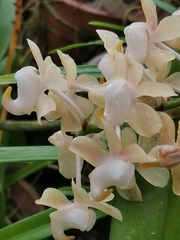 Aerides odorata