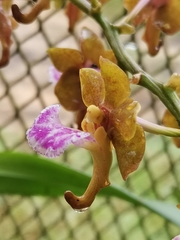 Aerides