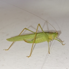 Grammadera steinbachi