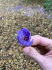 Crocus speciosus