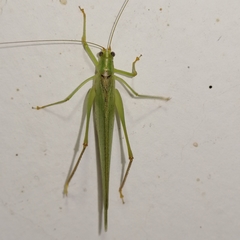 Grammadera steinbachi