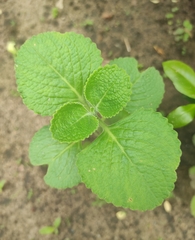 Coleus amboinicus