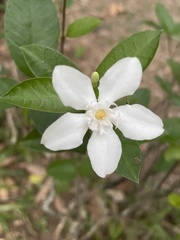 Wrightia antidysenterica