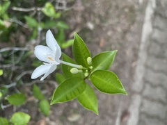 Wrightia antidysenterica