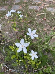 Wrightia antidysenterica