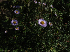 Symphyotrichum novi-belgii
