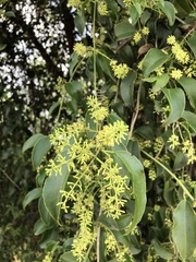 Struthanthus syringifolius