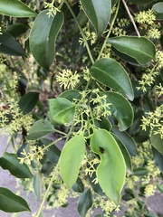 Struthanthus syringifolius