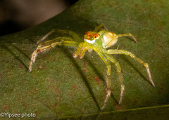 Epeus sumatranus
