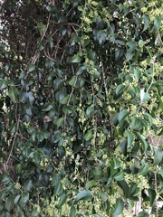 Struthanthus syringifolius