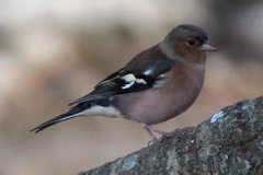Fringilla coelebs balearica