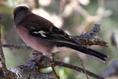 Fringilla coelebs balearica
