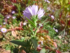 Symphyotrichum novi-belgii