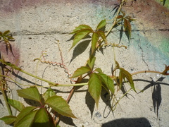 Parthenocissus inserta