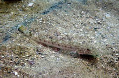 Platycephalus grandispinis