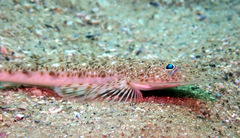 Platycephalus grandispinis