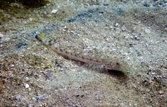 Platycephalus grandispinis