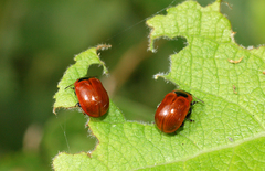 Gonioctena viminalis